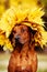 Rhodesian Ridgeback dog dressed in wreath of golden leaves