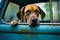 Rhodesian Ridgeback dog peeking out of a car window