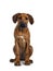 Rhodesian Ridgeback dog on white