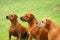 Rhodesian Ridgeback dogs