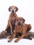 Rhodesian ridgeback dogs couple