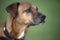 Rhodesian Ridgeback dogs Portrait