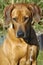 Rhodesian ridgeback female dog, 4 years,outdoors