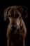 Rhodesian ridgeback female dog 8,lowkey headshoot