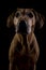 Rhodesian ridgeback female dog, lowkey headshoot