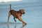 Rhodesian Ridgeback Hound Dog