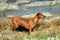 Rhodesian Ridgeback hunting dog
