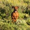 Rhodesian Ridgeback jumping