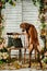 Rhodesian Ridgeback leaning on a chair backwards showing its rid