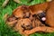 Rhodesian Ridgeback lying with her puppies on grass