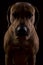 Rhodesian ridgeback male dog, lowkey headshoot