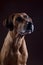 Rhodesian ridgeback male dog, lowkey headshoot