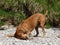 Rhodesian ridgeback by playing near the river Walchen Sylvenstein lake