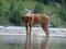 Rhodesian ridgeback by playing in the river Isar near VorderriÃŸ