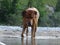 Rhodesian ridgeback by playing in the river Isar near VorderriÃŸ