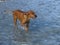 Rhodesian ridgeback by playing in the river Isar near VorderriÃŸ