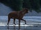 Rhodesian ridgeback by playing in the river Isar near VorderriÃŸ