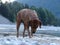 Rhodesian ridgeback by playing in the river Isar near VorderriÃŸ