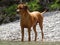 Rhodesian ridgeback by playing in the river Walchen near Sylvenstein lake