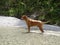 Rhodesian ridgeback by playing in the river Walchen near Sylvenstein lake