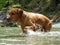 Rhodesian ridgeback by playing in the river Walchen near Sylvenstein lake