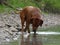 Rhodesian ridgeback by playing in the Sylvenstein lake