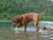 Rhodesian ridgeback by playing in the Sylvenstein lake