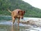 Rhodesian ridgeback by playing in the Sylvenstein lake