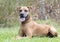 Rhodesian Ridgeback Pointer Cur mix breed dog laying down outside in the grass