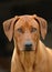 Rhodesian Ridgeback portrait