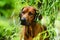 Rhodesian Ridgeback portrait in nature scene