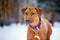 Rhodesian Ridgeback portrait on winter background