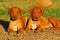 Rhodesian Ridgeback puppies