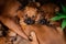 Rhodesian Ridgeback puppies napping with mother