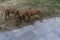 Rhodesian Ridgeback puppies playing with a stick on  Phu Quoc Island, Vietnam