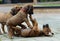 Rhodesian Ridgeback puppies playing together, four weeks of age