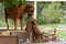 Rhodesian Ridgeback puppies reached by their mom, four weeks of age
