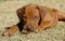 Rhodesian Ridgeback puppy