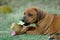 Rhodesian Ridgeback puppy