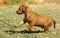 Rhodesian Ridgeback puppy