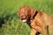 Rhodesian ridgeback puppy