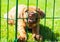Rhodesian Ridgeback puppy behind fence