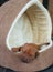 Rhodesian Ridgeback puppy in dog house