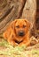 Rhodesian Ridgeback puppy dog portrait