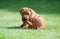 Rhodesian Ridgeback puppy in grass