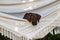 Rhodesian Ridgeback puppy on hammock