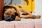 Rhodesian Ridgeback puppy lazy sleeping