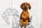 Rhodesian Ridgeback puppy leaning on a rocking horse in children