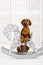 Rhodesian Ridgeback puppy leaning on a rocking horse in children