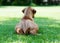 Rhodesian Ridgeback puppy lying in grass